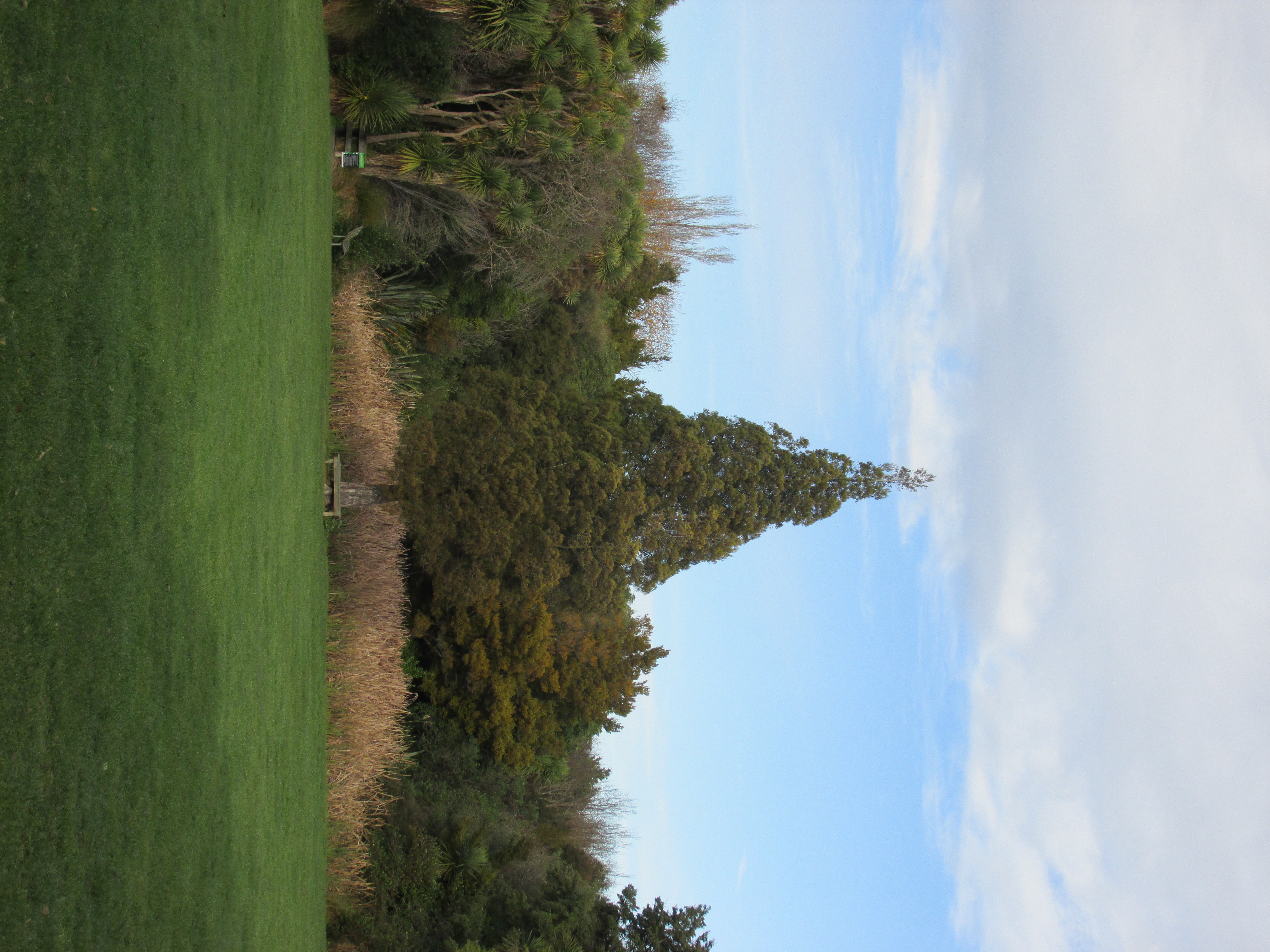 A photo of a tall tree, standing resolutely in front of a collection of other, smaller trees